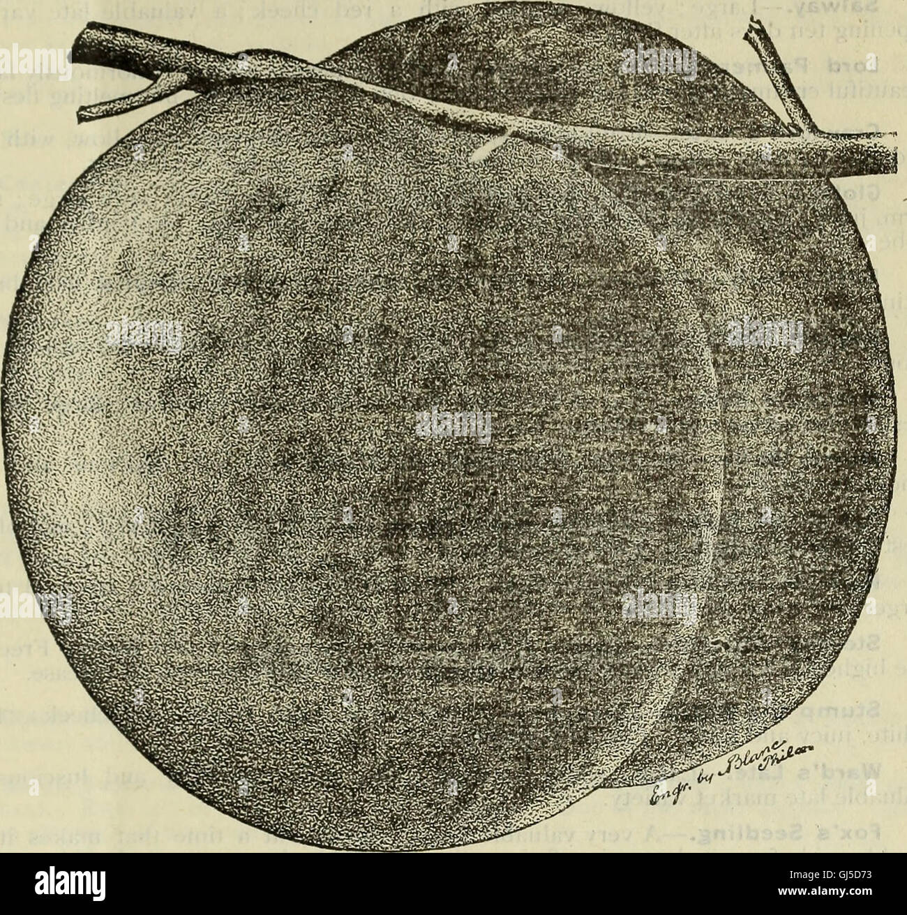 Catalogue of the Orange County Nurseries (1896 Stock Photo Alamy