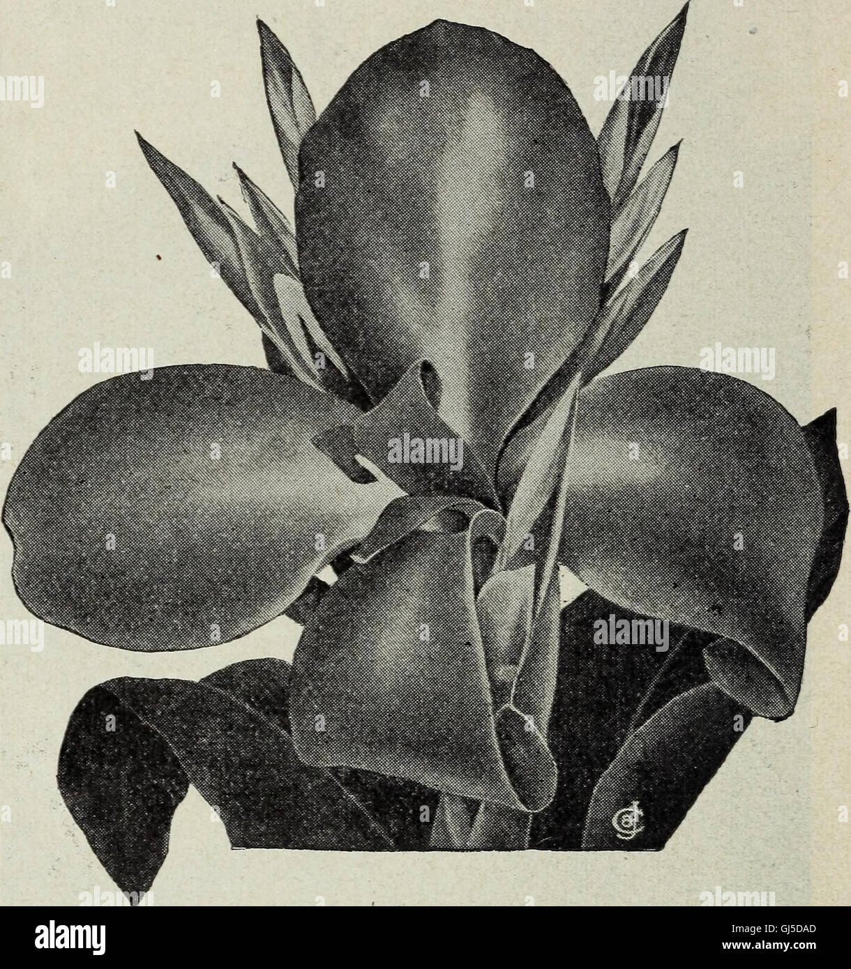 Antique world map 1914 hi res stock - The Finest Cannas In The World 1914 GJ5DAD 