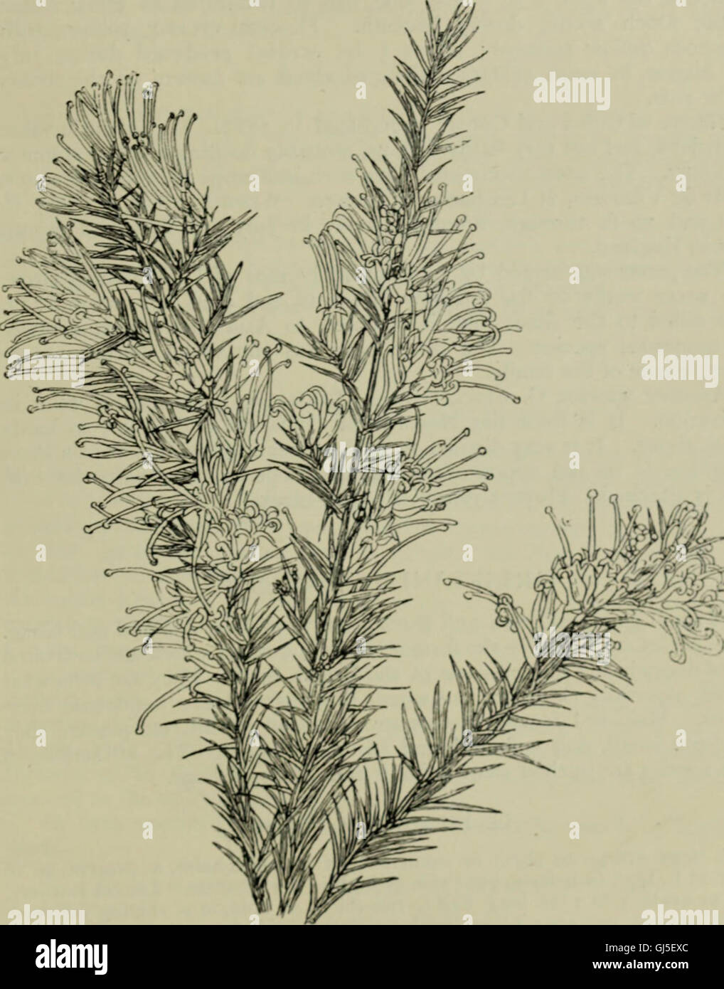 Trees and shrubs, hardy in the British isles (1914 Stock Photo Alamy