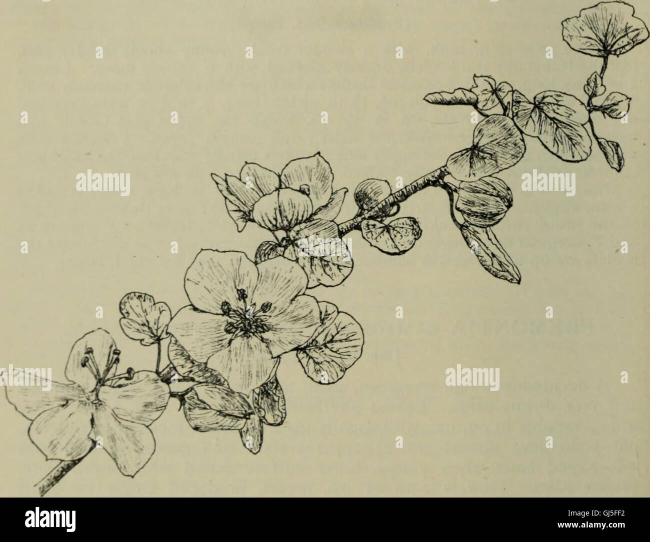 Trees and shrubs, hardy in the British isles (1914 Stock Photo Alamy