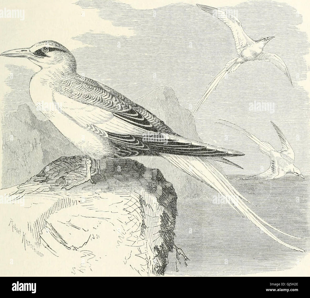 This work, titled 'Die Vogel' (The Birds), provides a detailed study of ...