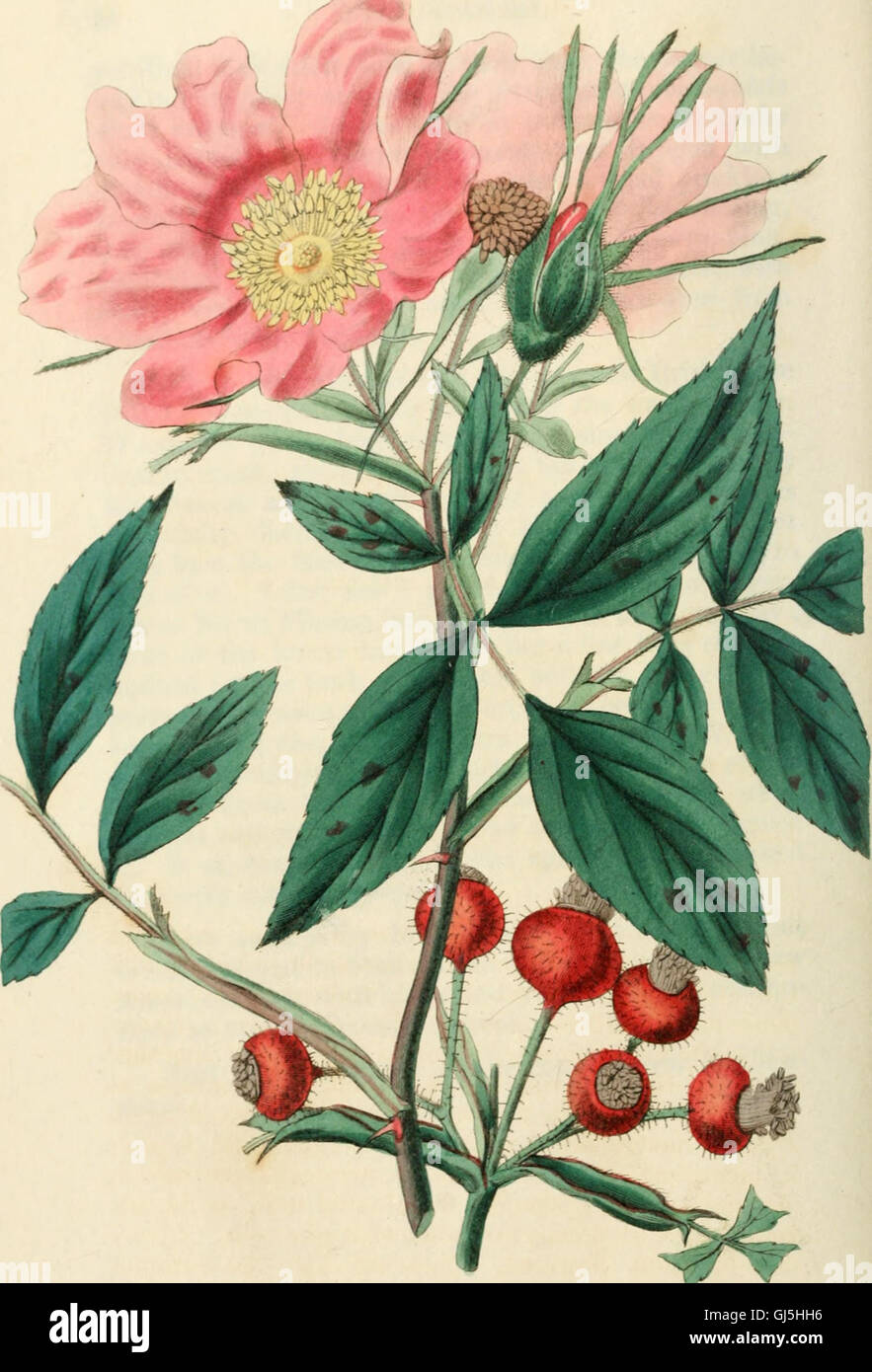 Rose Classification This work offers a detailed botanical history of roses, categorizing ...
