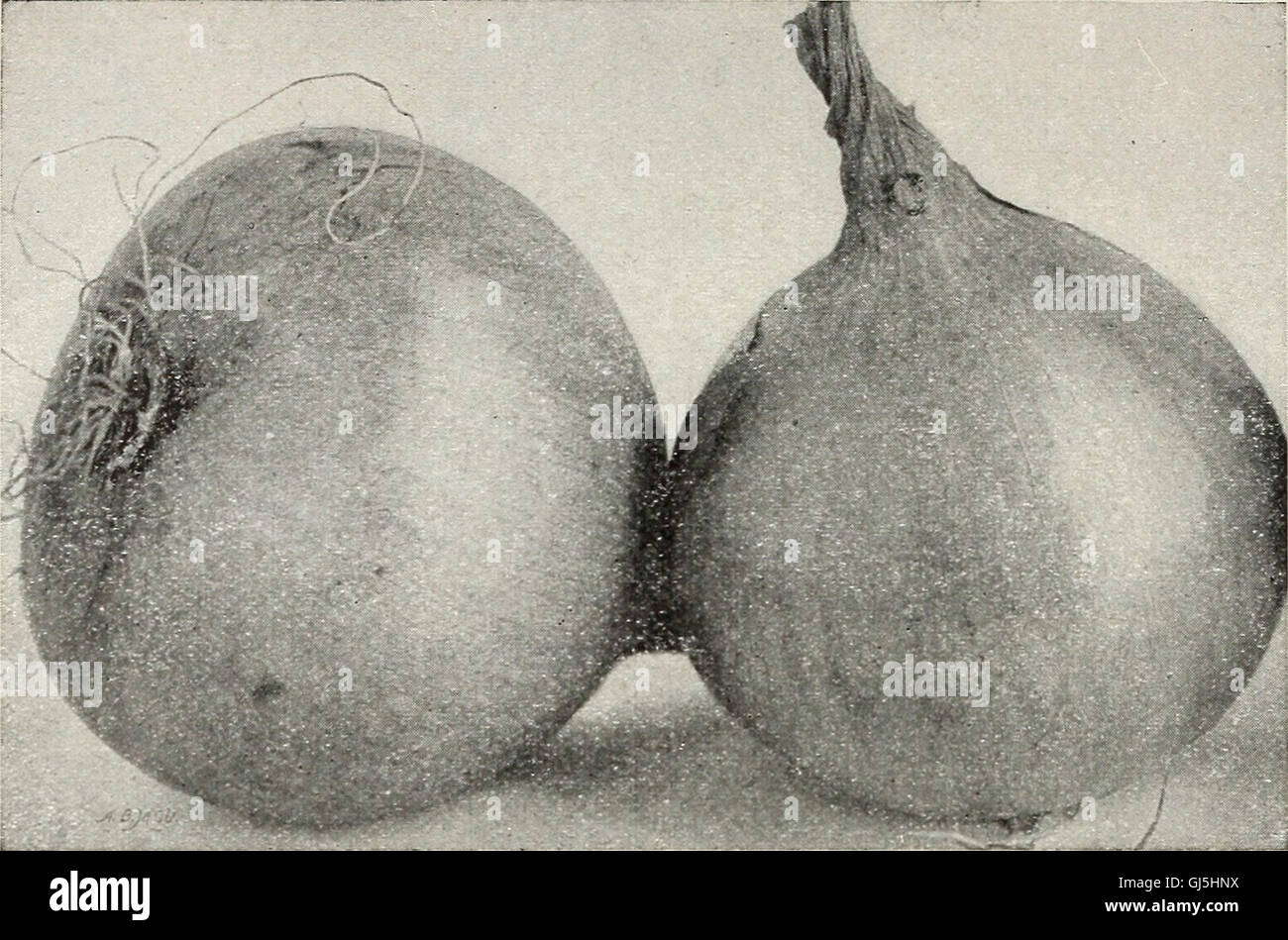 Beckert seed and bulb co. a 1933 annual (1933 Stock Photo Alamy