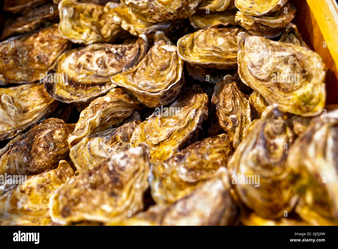 Seafood, oysters, Trouville sur Mer, Deauville, BaseNormandie, France