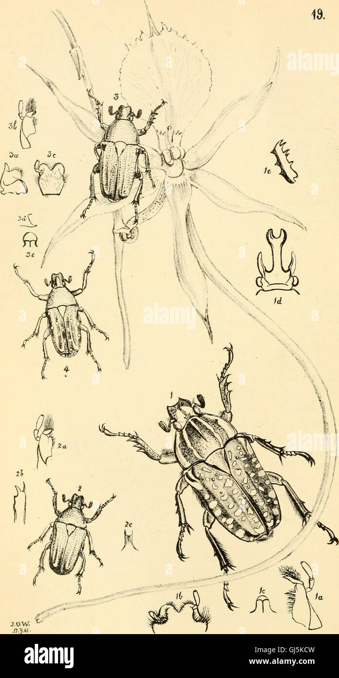First Primitive Insects This 1841 work provides detailed illustrations and descriptions of new ...