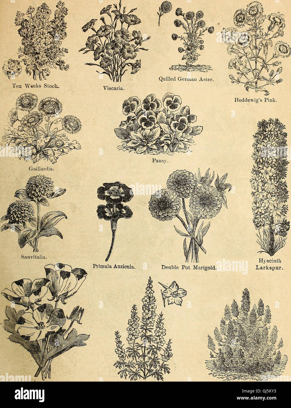 This 1884 catalog presents a comprehensive selection of seeds for