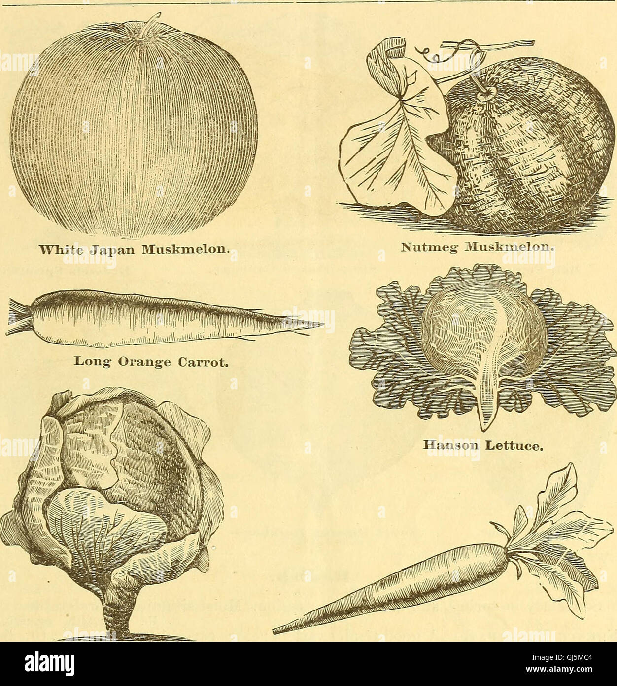 An 1875 illustrated guide and seed catalogue by R.H. Shumway, providing