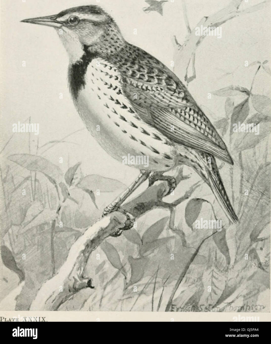 Published in 1899, this guide provides a comprehensive overview of ...