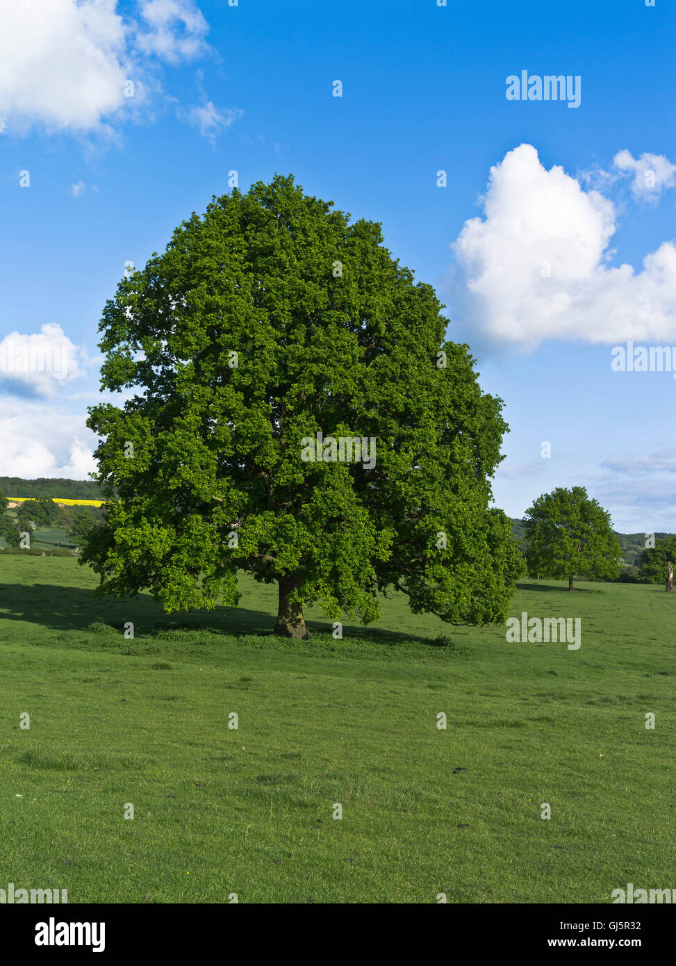 dh Oak tree TREE FLORA Cotswold field one britain trees uk british nobody single fields Stock Photo