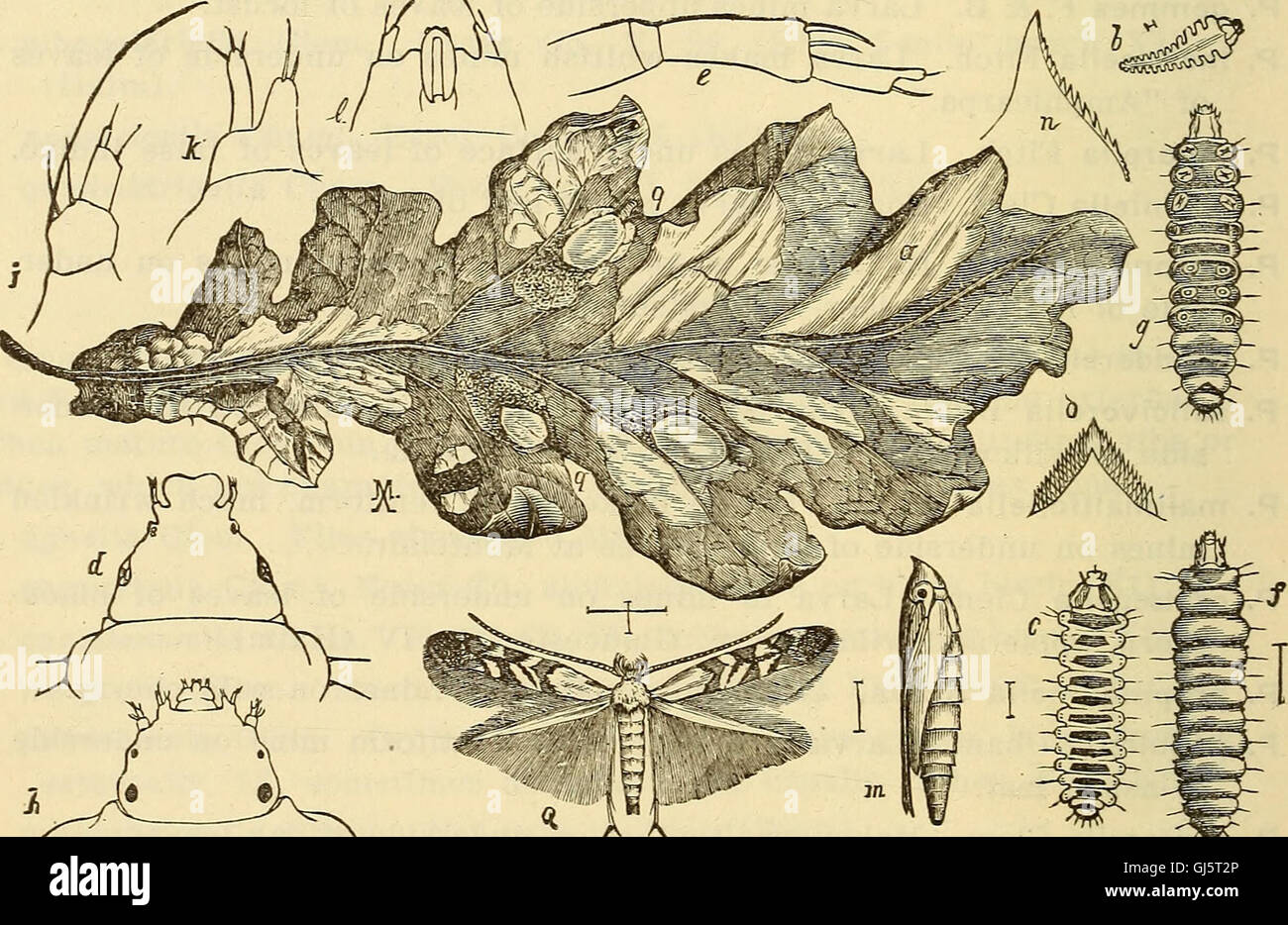 Annual report, including a report of the insects of New Jersey, 1909 (1910) Stock Photo