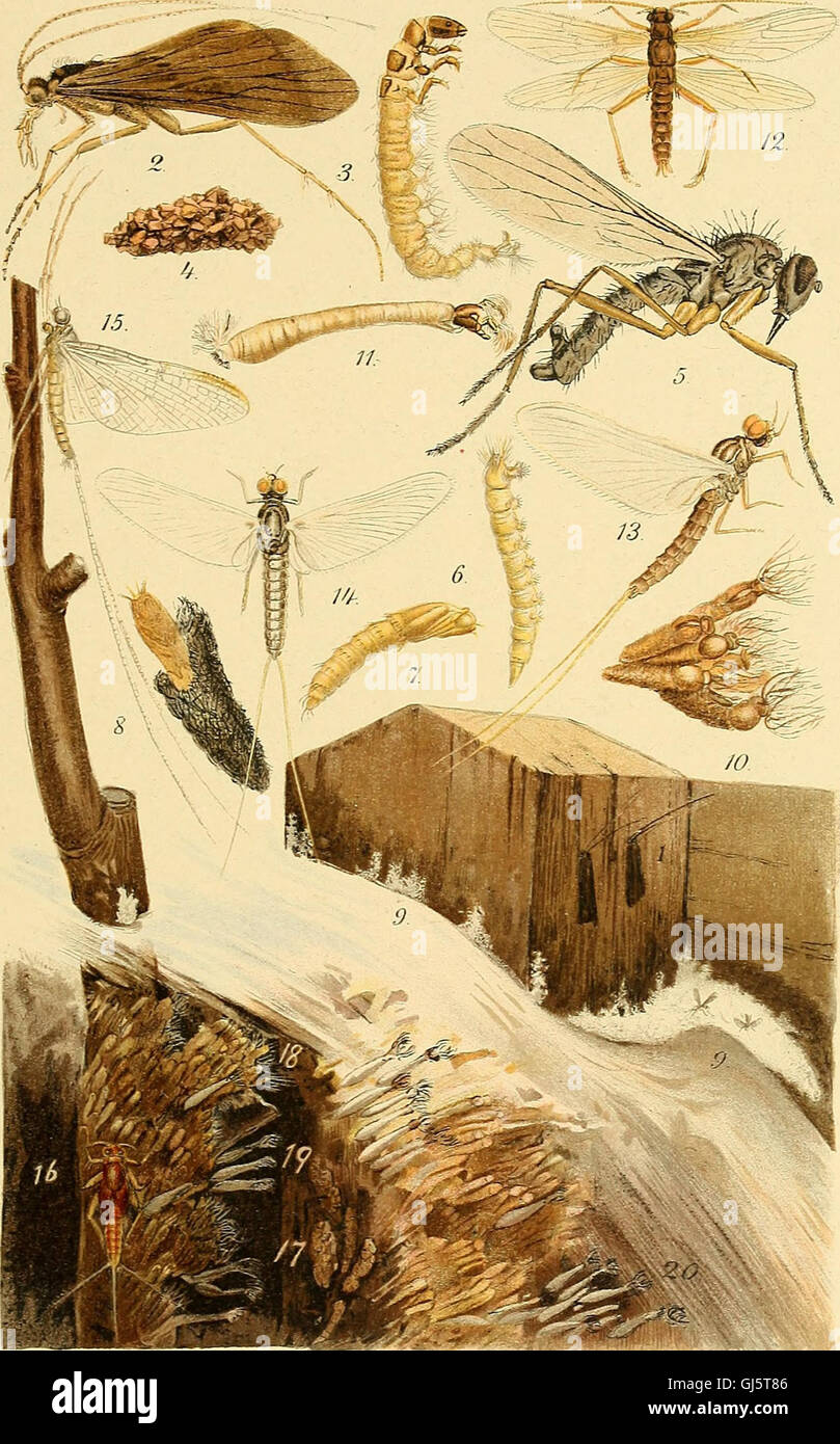 Annual report of the Forest, Fish and Game Commission of the State of New  York . iation has been made for thepurpose since 1897, as the work was  apparently very thoroughly