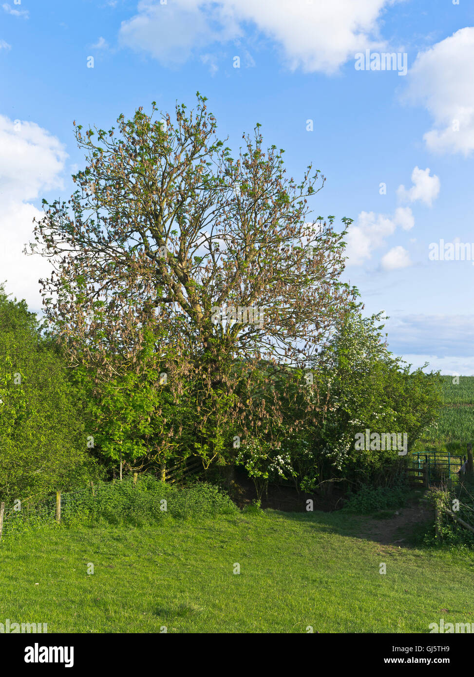 dh Horse chestnut TREE UK Withered Horse chestnut tree diseased aesculus hippocastanum trees dying disease Stock Photo