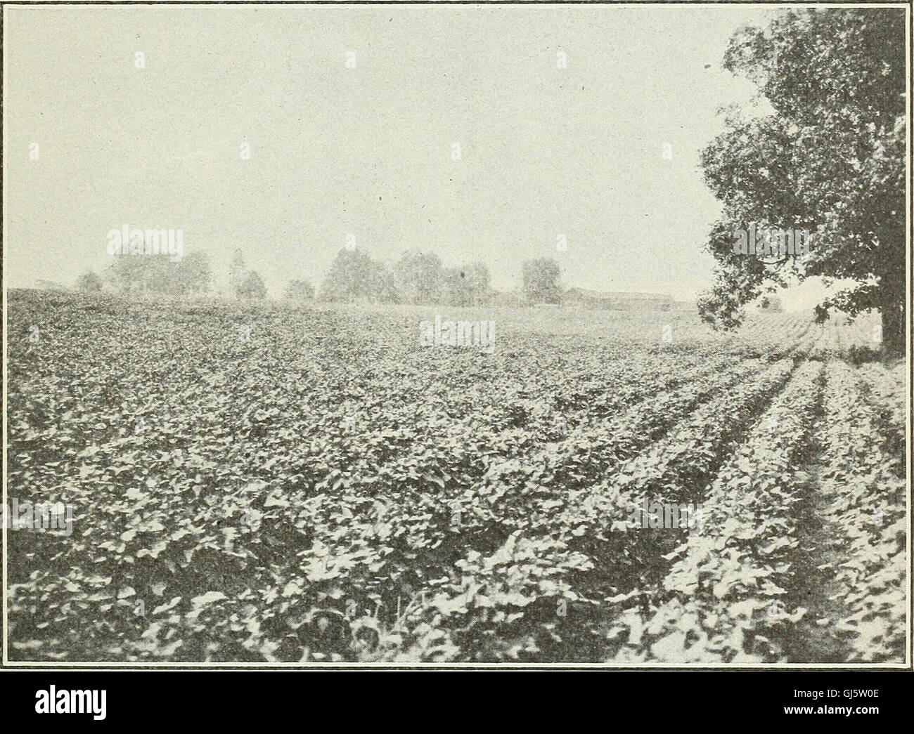 Soils of southern New Jersey and their uses (1918 Stock Photo Alamy