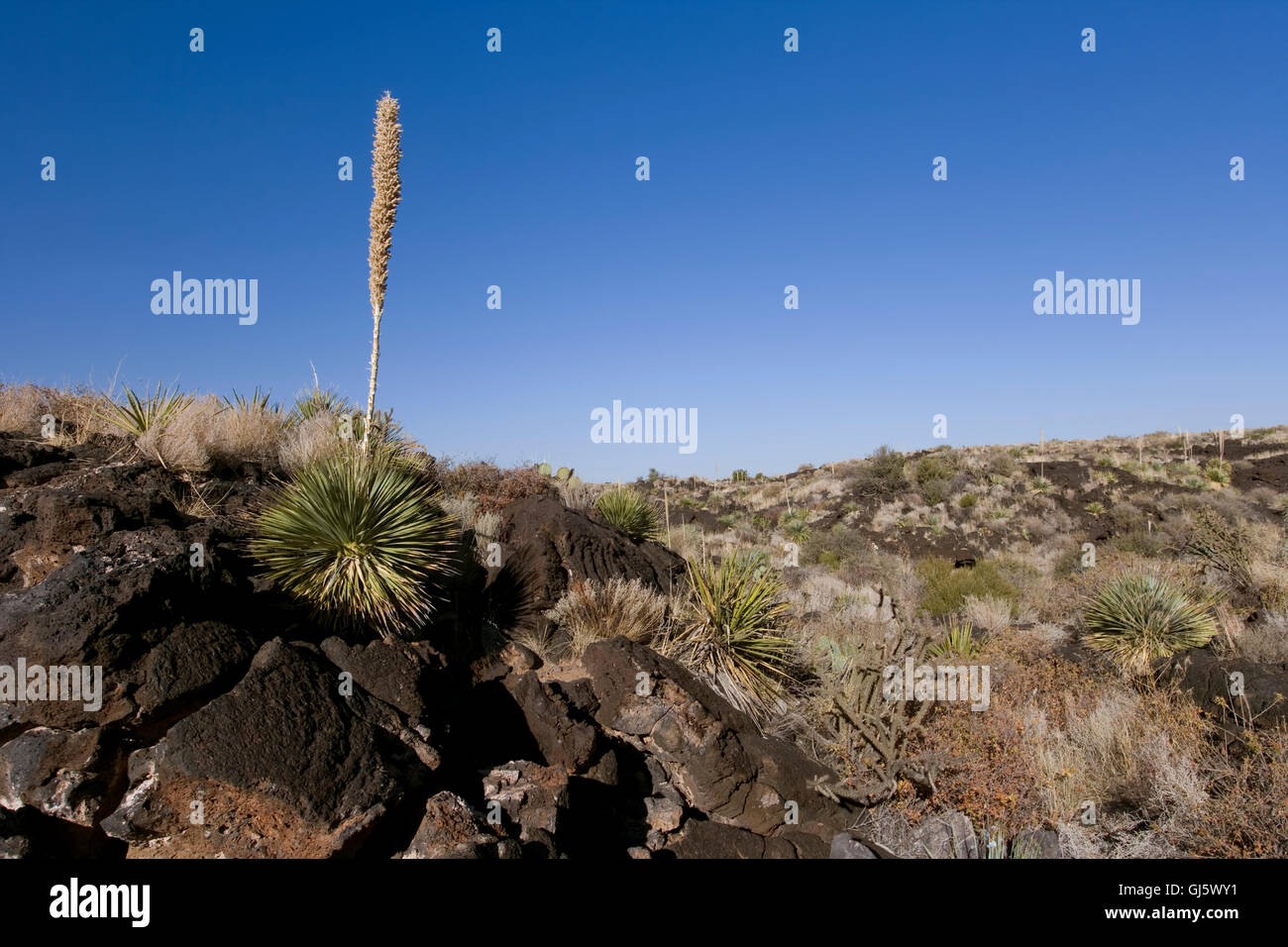 Beautiful desert scene framed in with a blue sky Stock Photo - Alamy