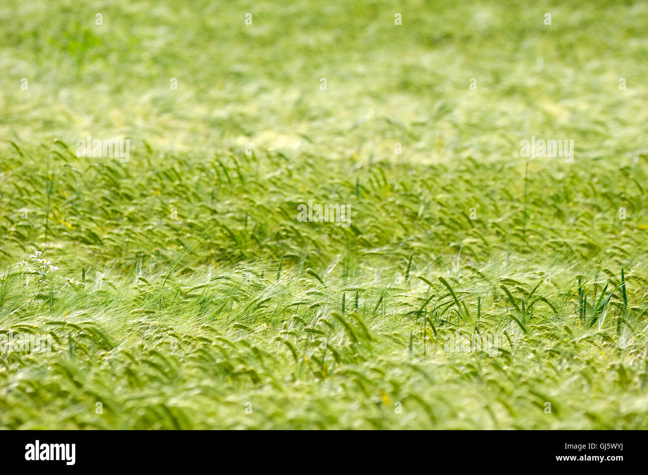 Beautiful pattern corn in hi-res stock photography and images - Alamy