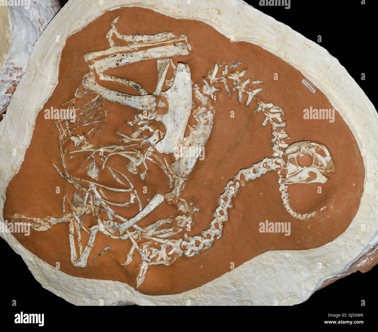 Khaan mckennai fossil from Mongolia's Gobi Desert. An Oviraptorid, bird-like dinosaurs, late Cretaceous, 75 Million yrs ago Stock Photo
