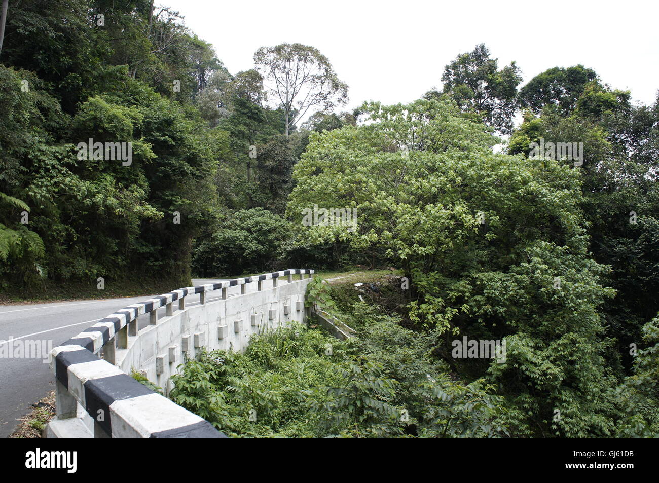 quiet road through a tropical forest in Malaysia Stock Photo