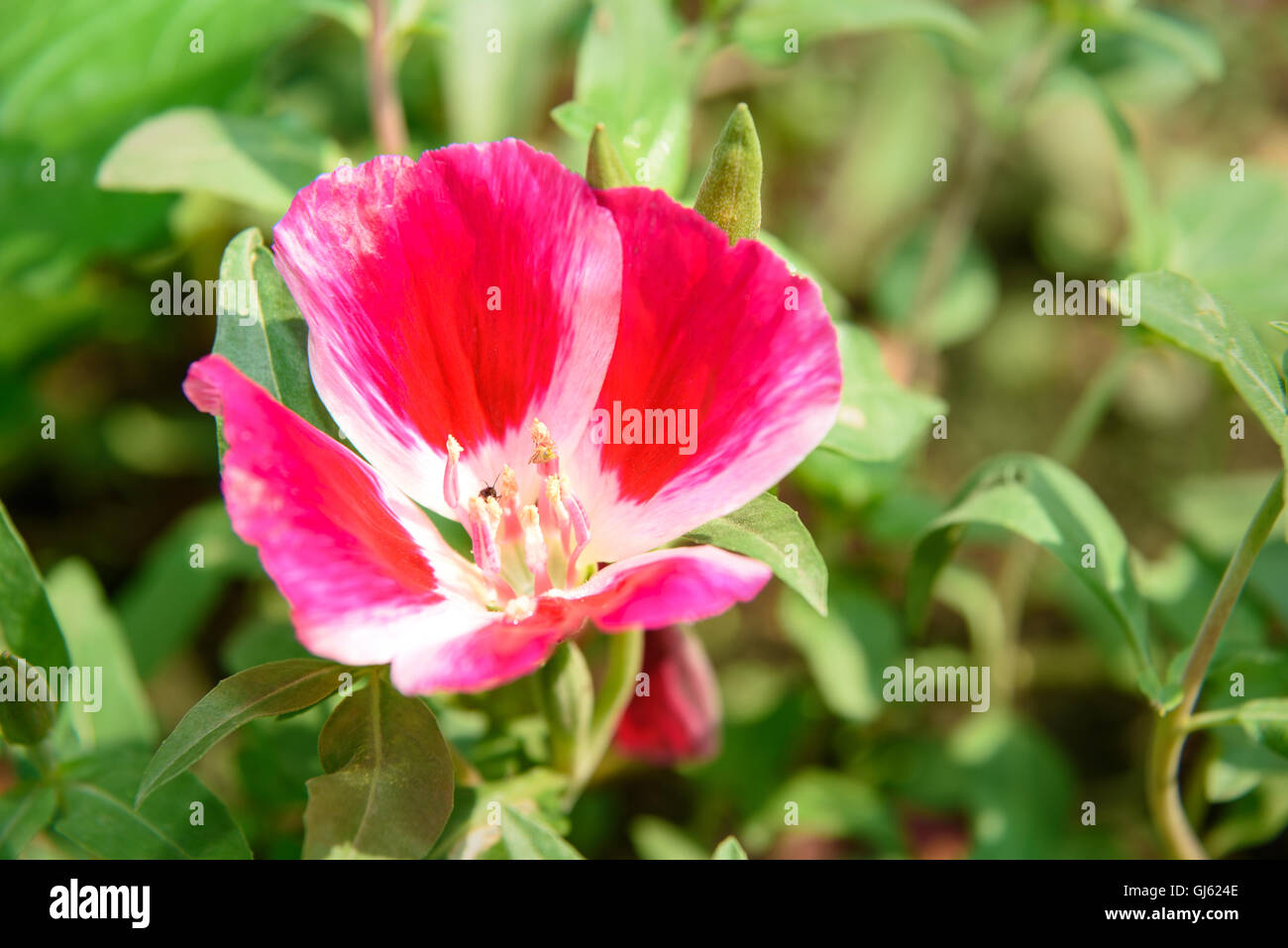 Vibrant Godetia flower on the flowerbed Stock Photo