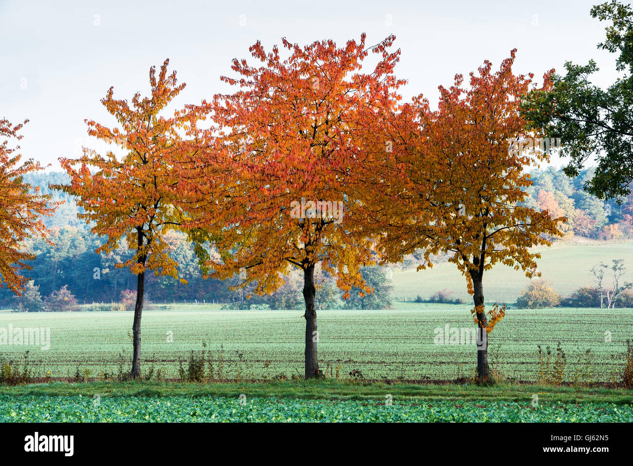 three red colored autumn trees on a meadow Stock Photo