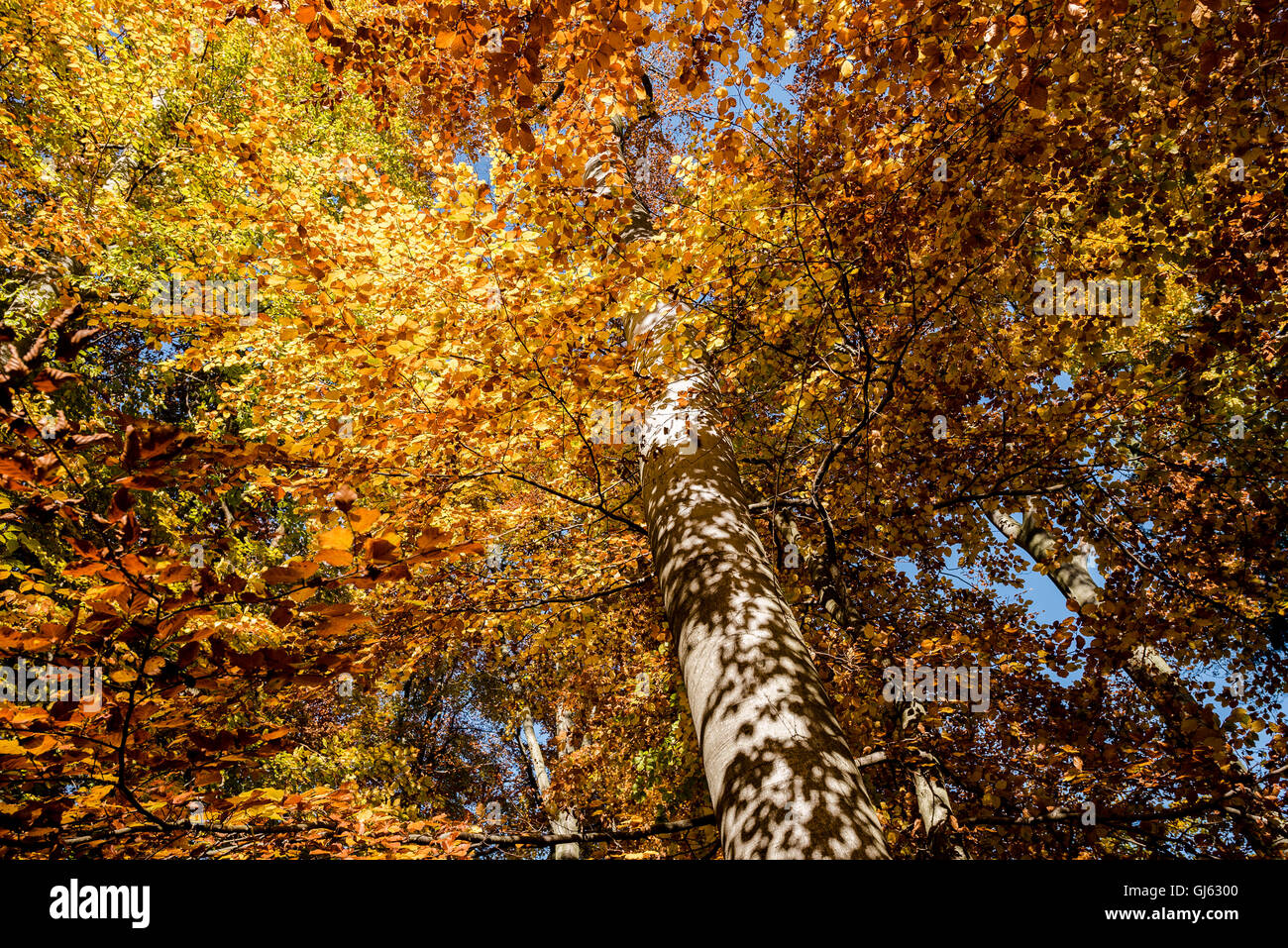 bright foliage in the forest with birch trunk Stock Photo - Alamy