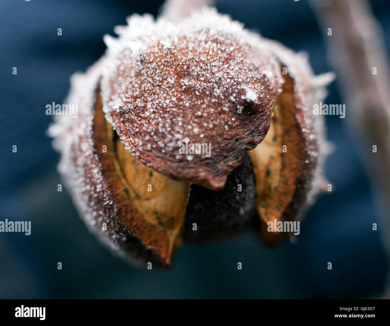 Empty Conker Shell Empty conker shell hi-res stock photography and images - Alamy