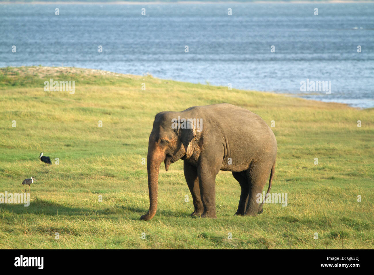 Adult Elephant in Minneriya National Park, Sri Lanka. Stock Photo