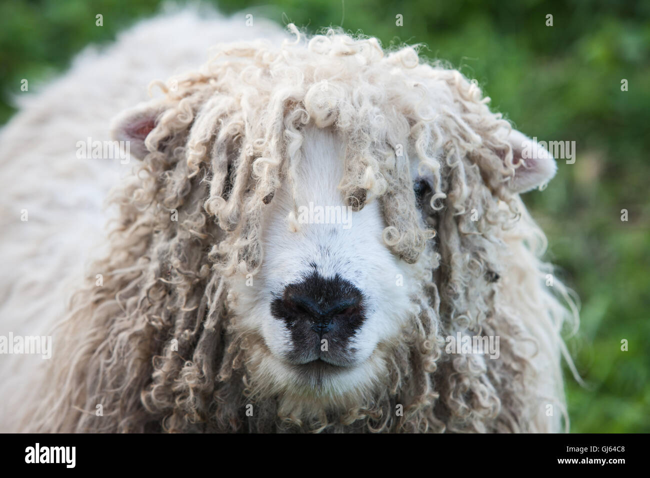 Wooly sheep,rare unusual breed in field near Wincanton,Somerset,England