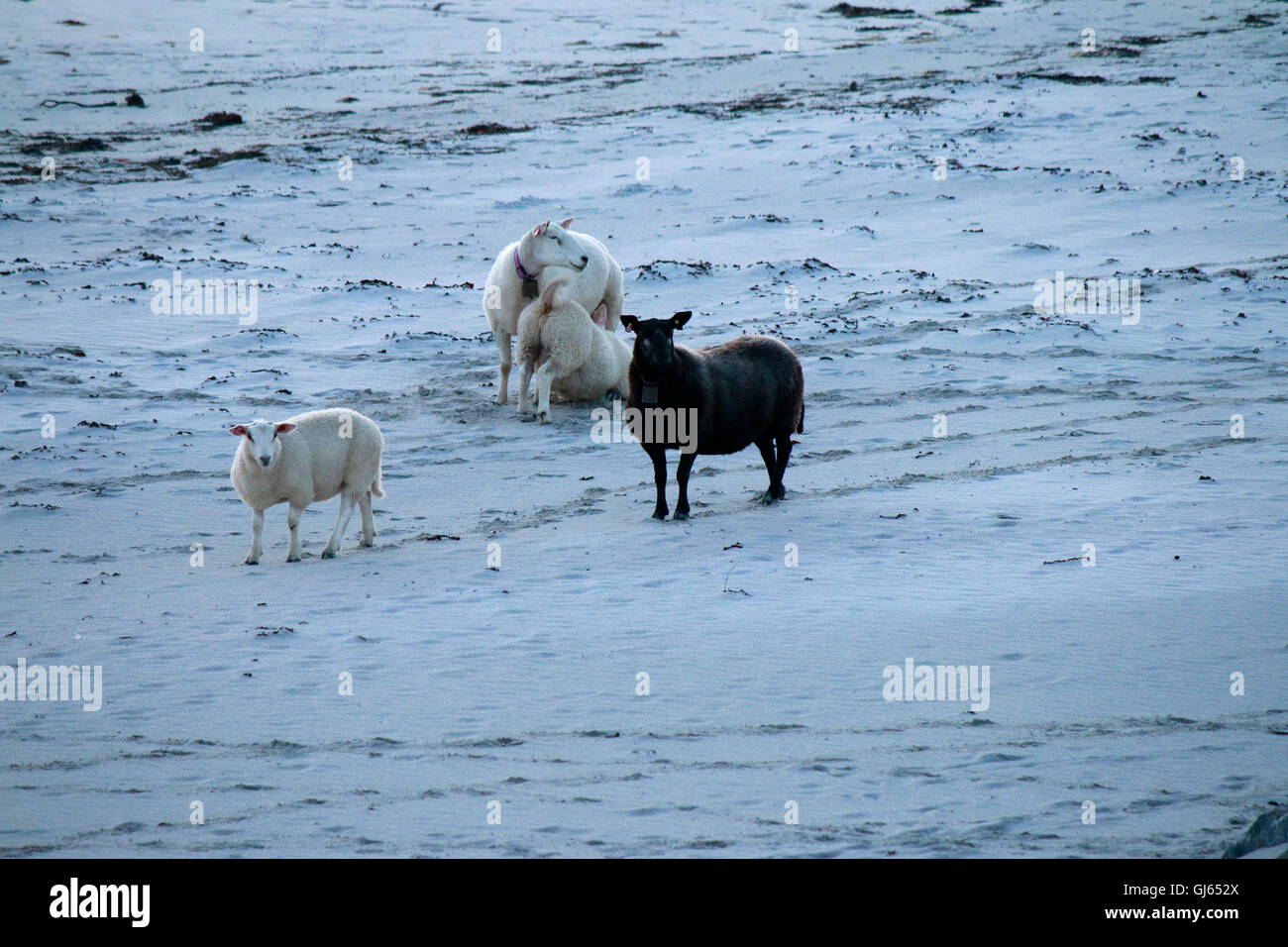 Impressionen: schwarzes Schaf und weisse, Vesteralen, Norwegen. Stock Photo