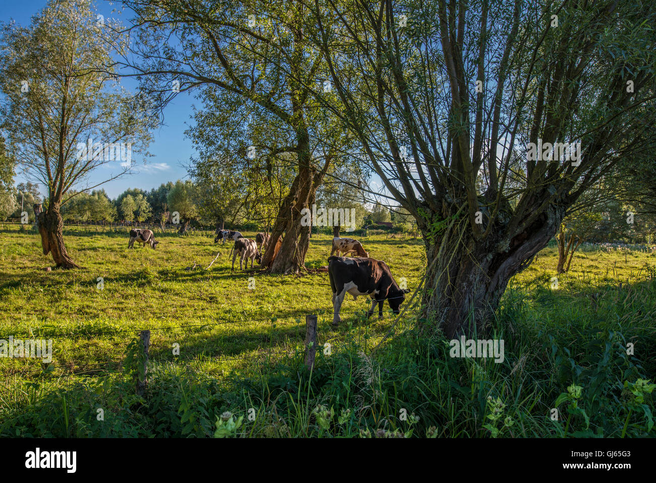 Cows grazing on a pasture  under pollarded willows in Poland near Malbork Stock Photo