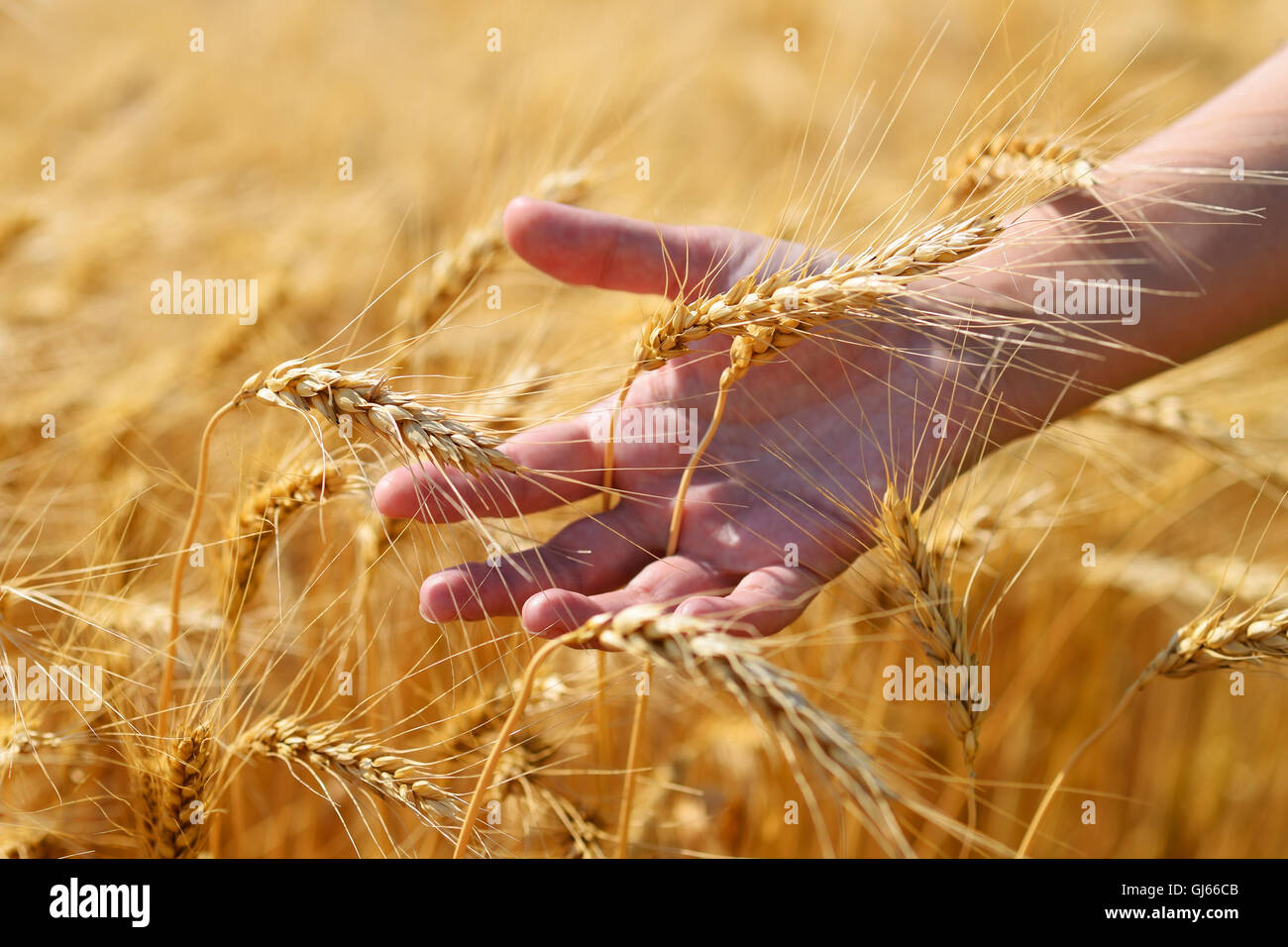 Golden ears in hand on wheat field Stock Photo - Alamy