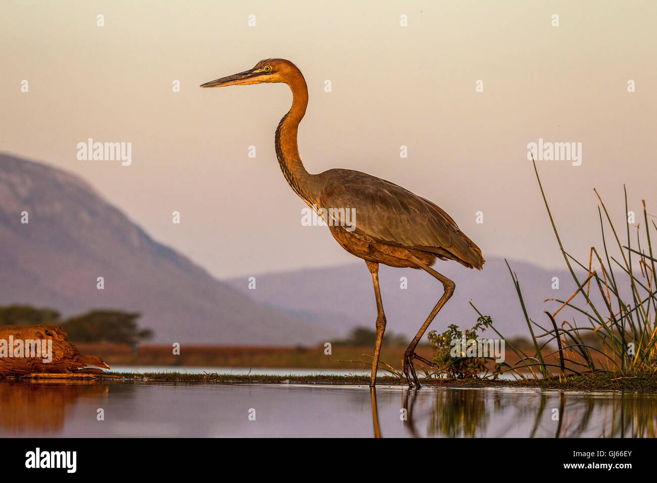 Goliath Heron Ardea Goliath In Close Up In Profile Wading In A Shallow goliath-heron-ardea-goliath-in-close-up-in-profile-wading-in-a-shallow