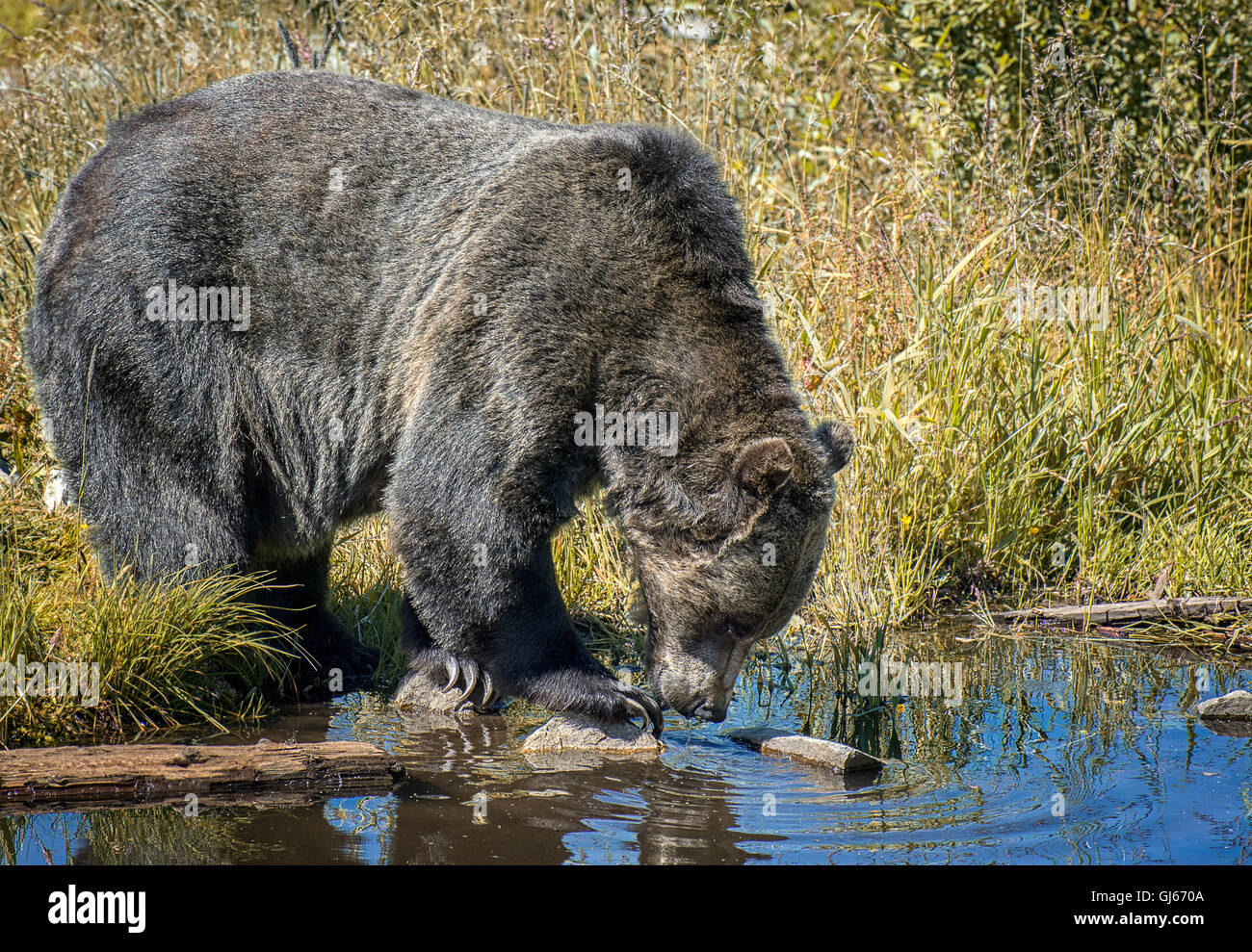 Grizzly Bear Grouse Mountain, North Vancouver Stock Photo Alamy
