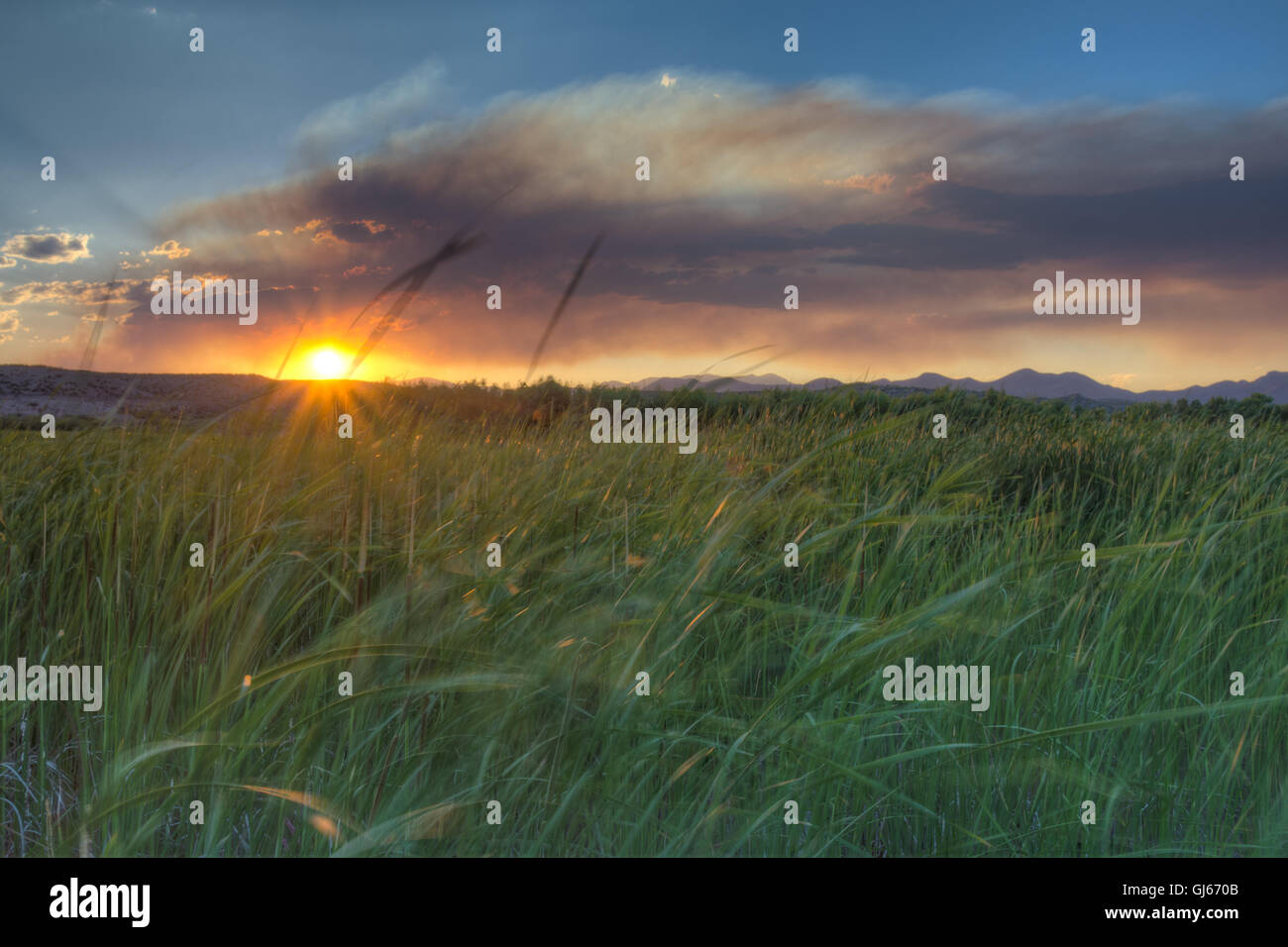 Smoke from a distant forest fire over a marsh at Bosque del Apache National Wildlife Refuge, New Mexico, USA. Stock Photo