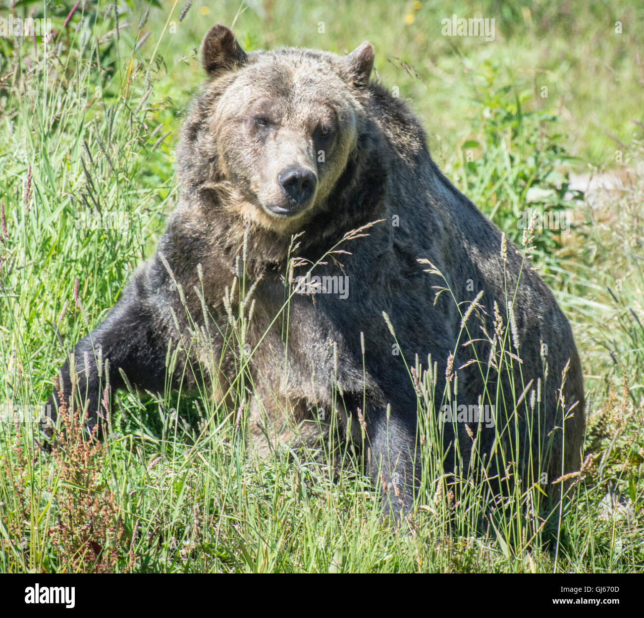 Grizzly Bear Grouse Mountain, North Vancouver Stock Photo Alamy