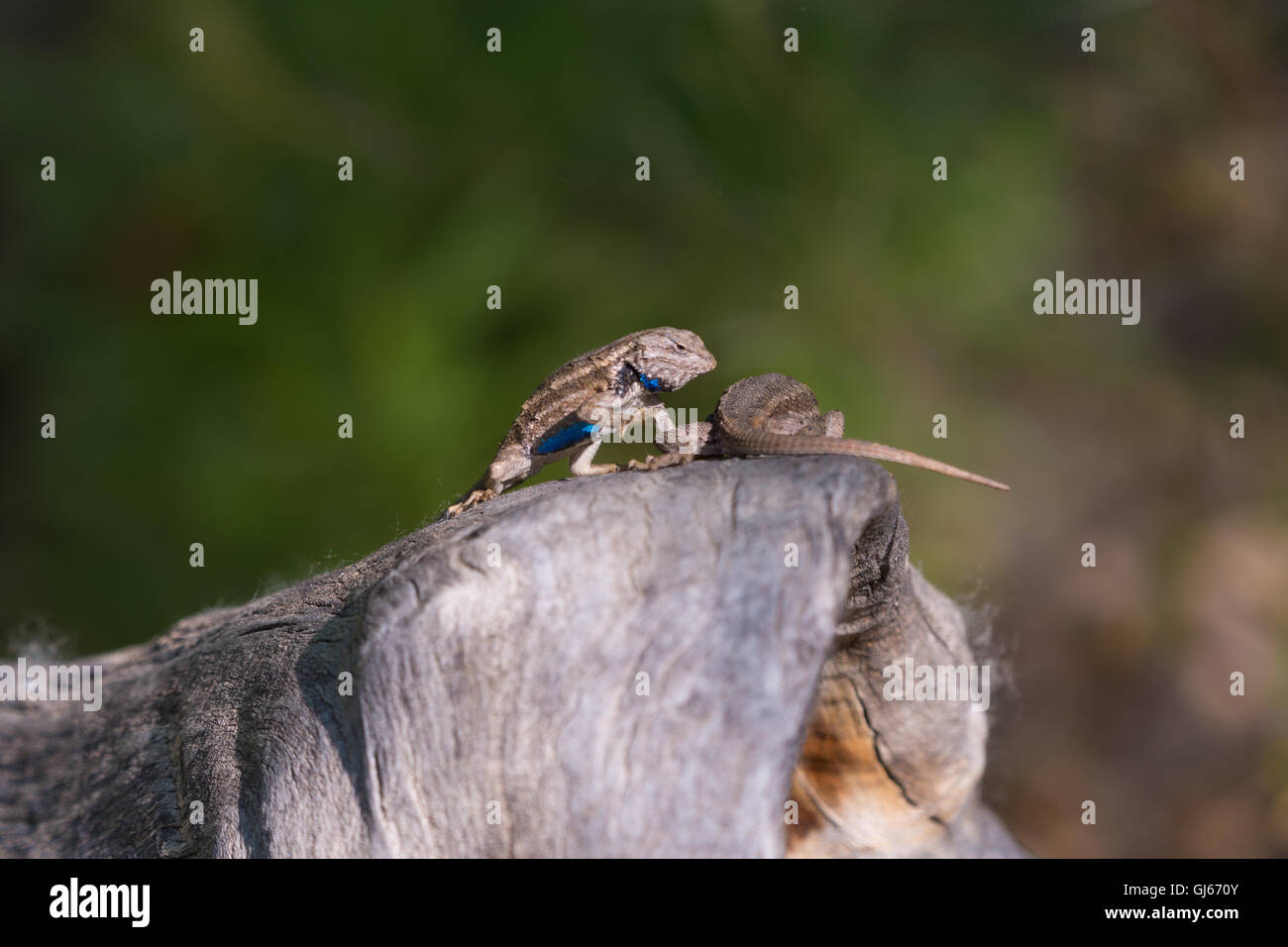 Courting Southwestern Fence Lizards Sceloporus Cowlesi Rio