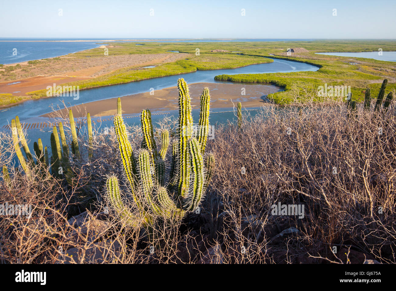 Cactus overlook mangroves near Maviri Beach in Sinaloa, Mexico. Stock Photo