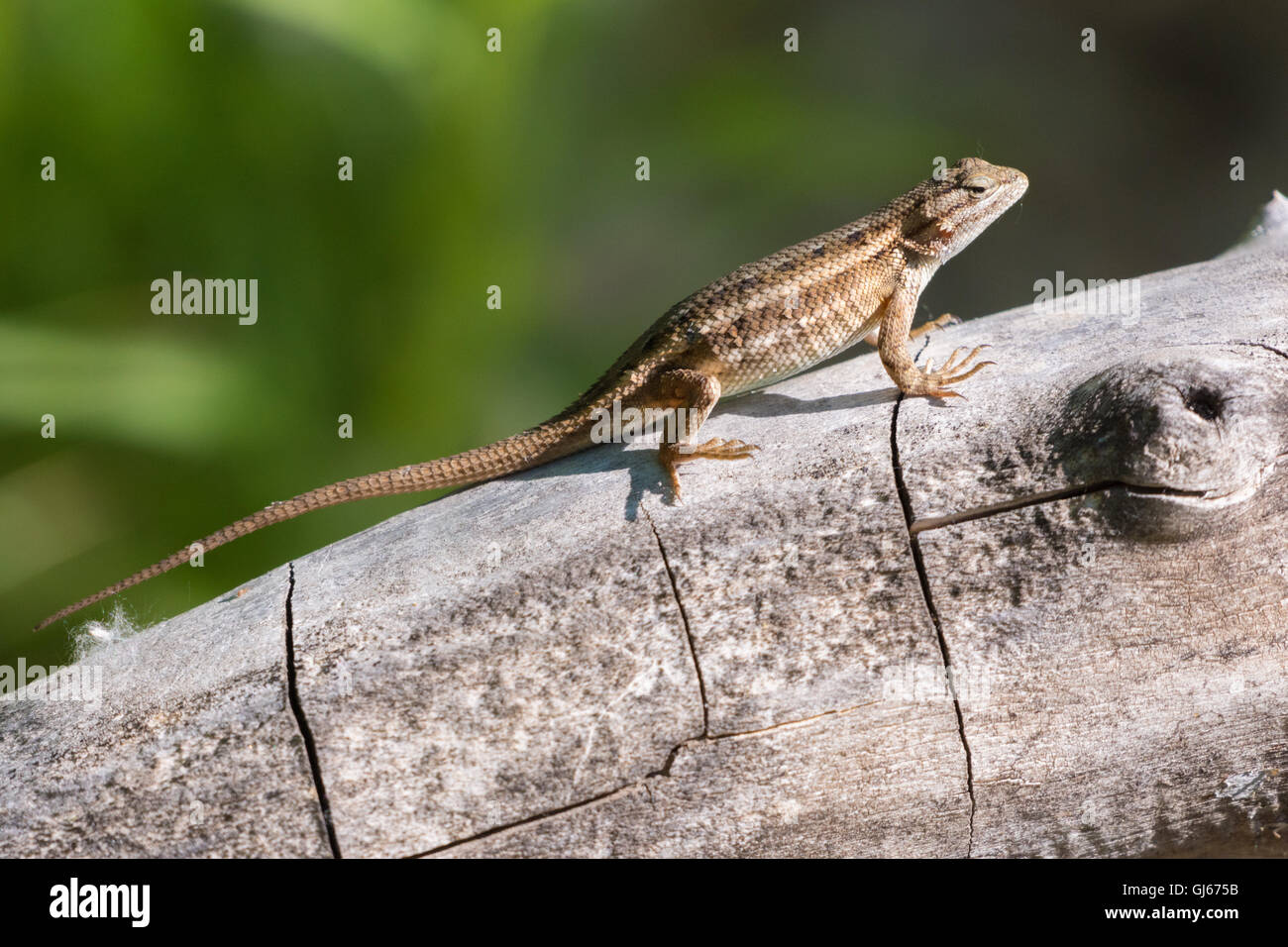 Courting Southwestern Fence Lizards Sceloporus Cowlesi Rio