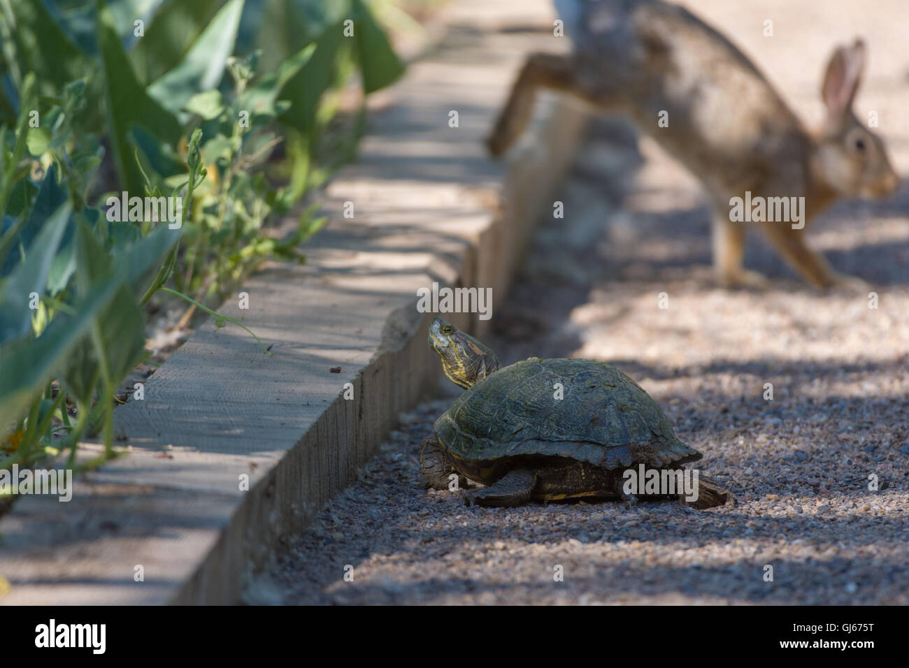 Female Redeared Slider, (Trachemys scripta elegans), out looking for a
