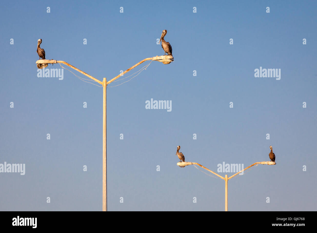 Pelicans keep watch atop light posts near Topolobampo, Mexico. Stock Photo