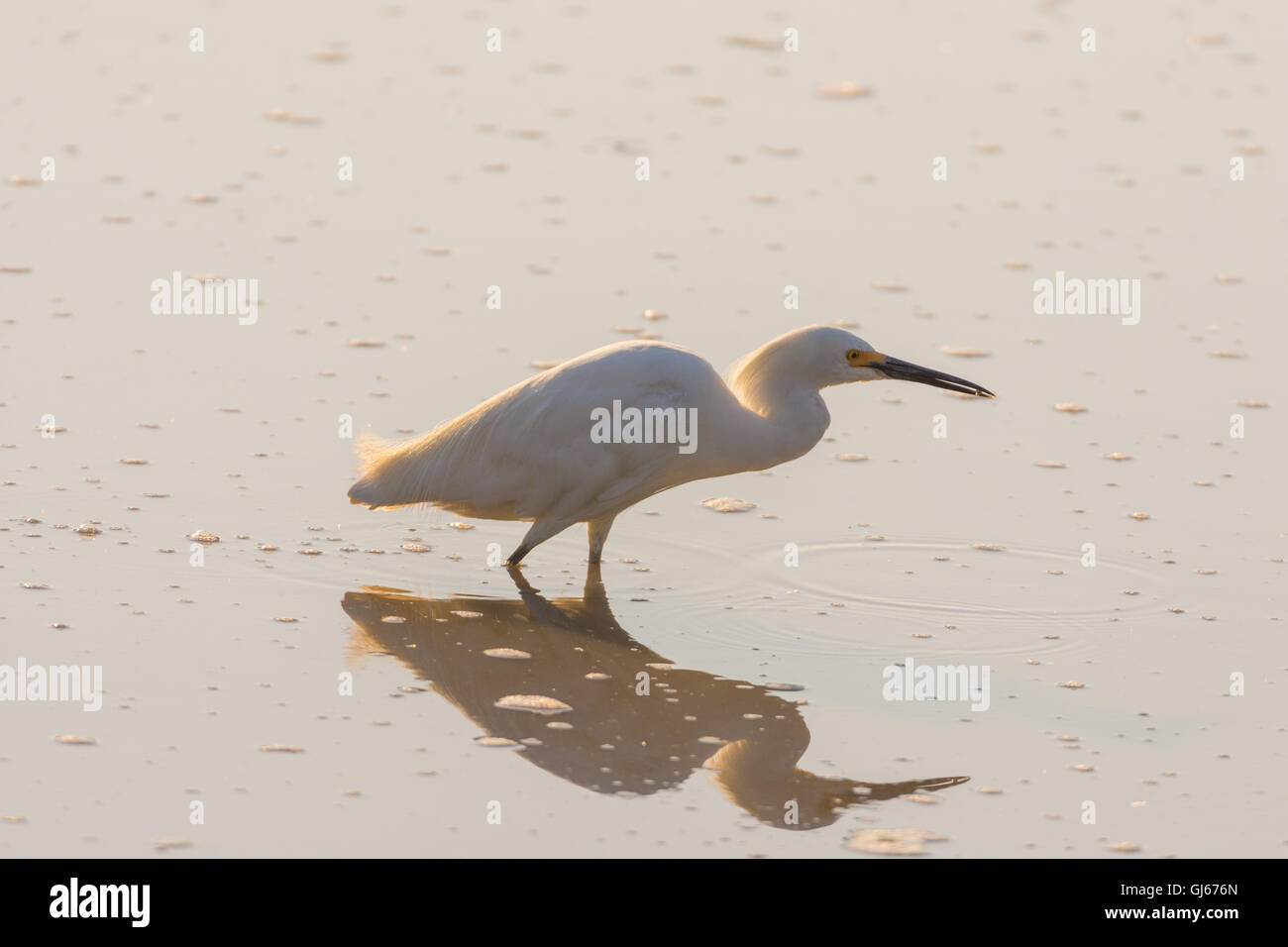 Snowy Egret, (Egretta thula), foraging at Bosque del Apache National Wildlife Refuge, New Mexico, USA. Stock Photo