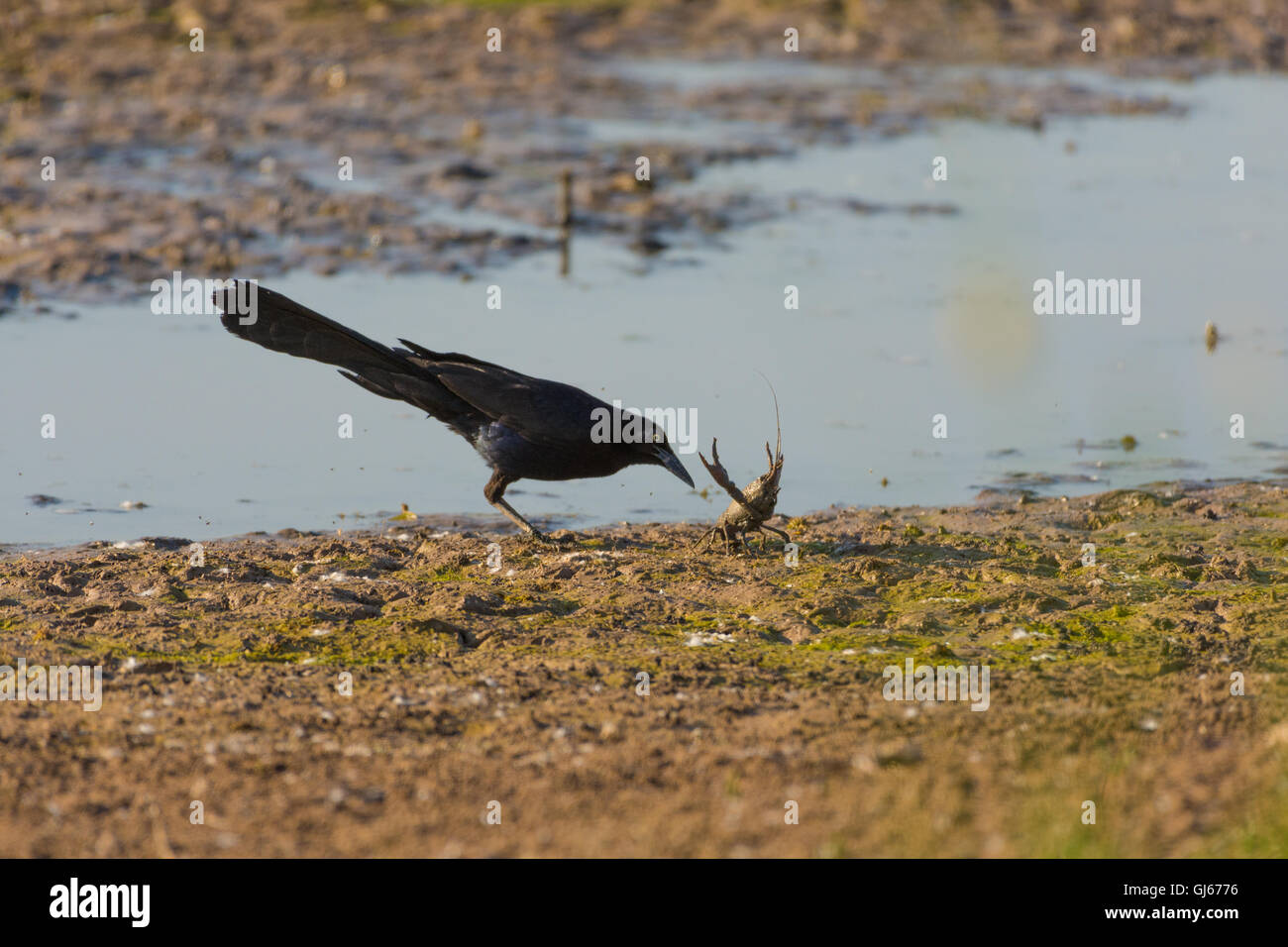 Male Great-tailed Grackle, (Quiscalus mexicanus), preying on a Crayfish.  Bosque del Apache National Wildlife Refuge, New Mexico Stock Photo