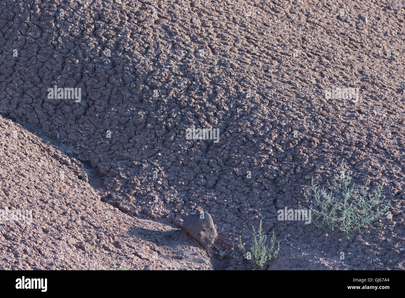 Eroded soil along a arroyo at Sevilleta National Wildlife Refuge, New Mexico, USA. Stock Photo