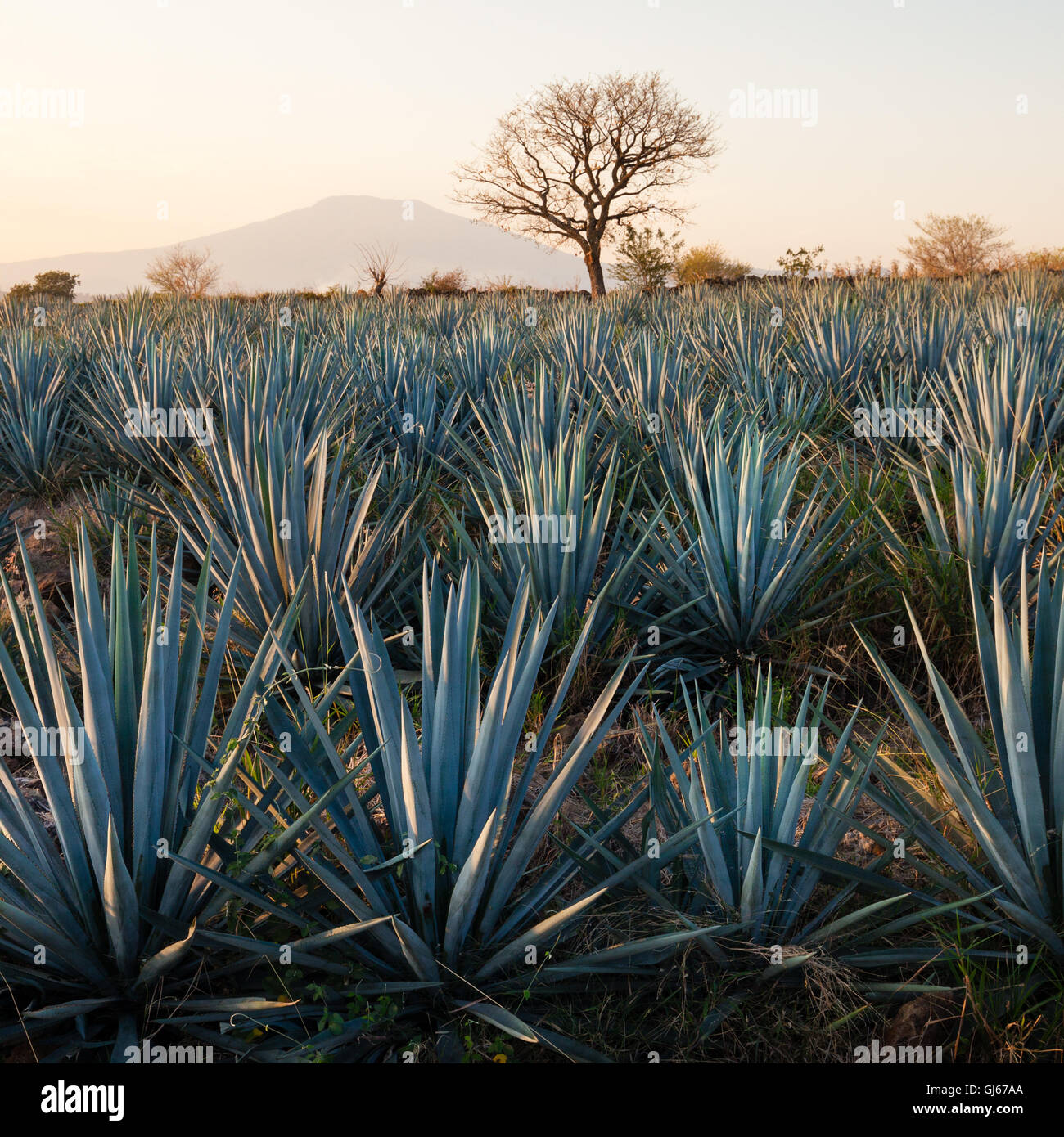 Blue agave fields near Tequila, Jalisco, Mexico. Stock Photo