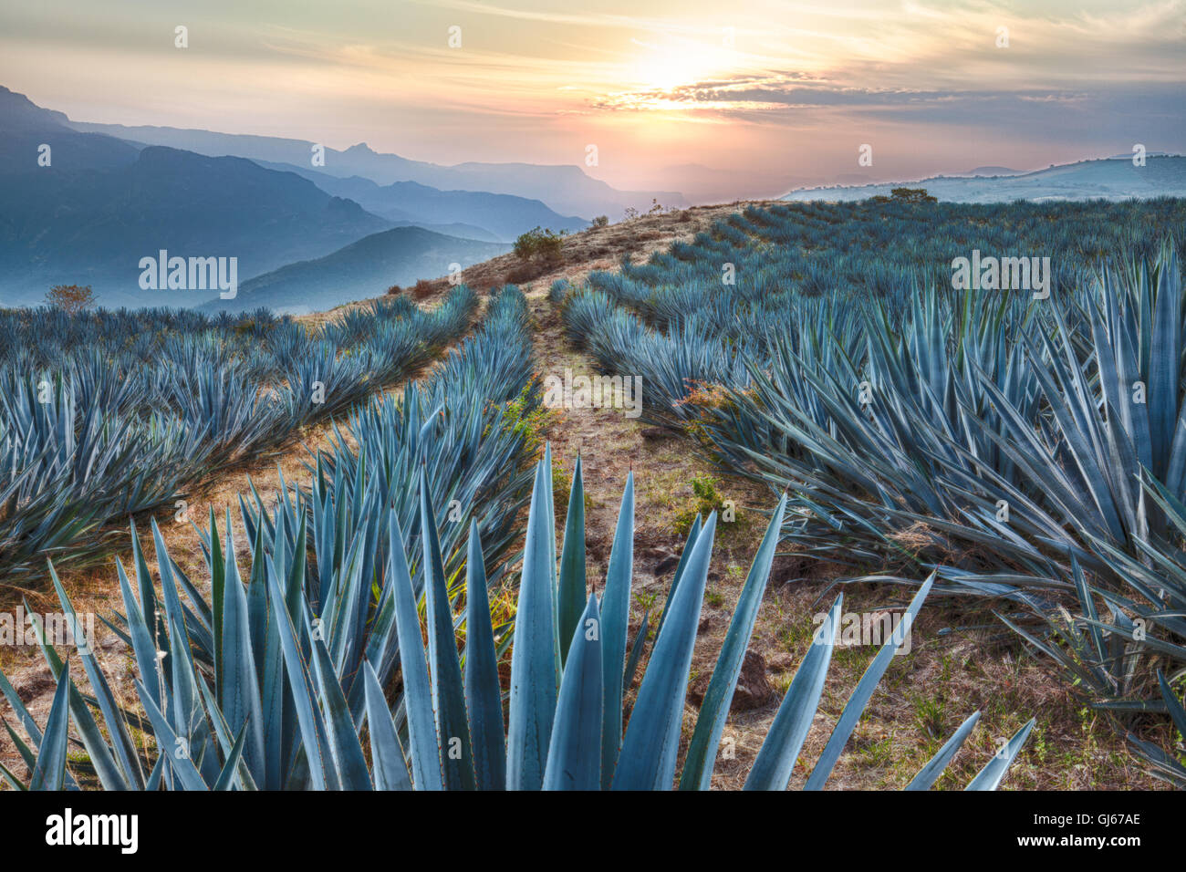 Field of blue agave cactus near Tequila, Jalisco, Mexico. Stock Photo
