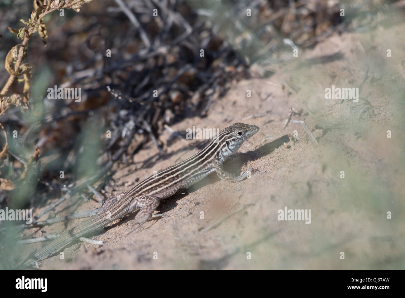Whiptail Lizard High Resolution Stock Photography And Images Alamy