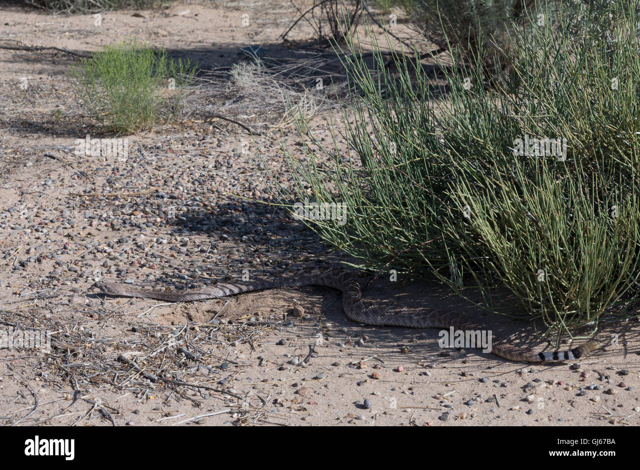 Western Diamond-backed Rattlesnake, (Crotalus atrox), Sevilleta National Wildlife Refuge, New Mexico, USA. Stock Photo