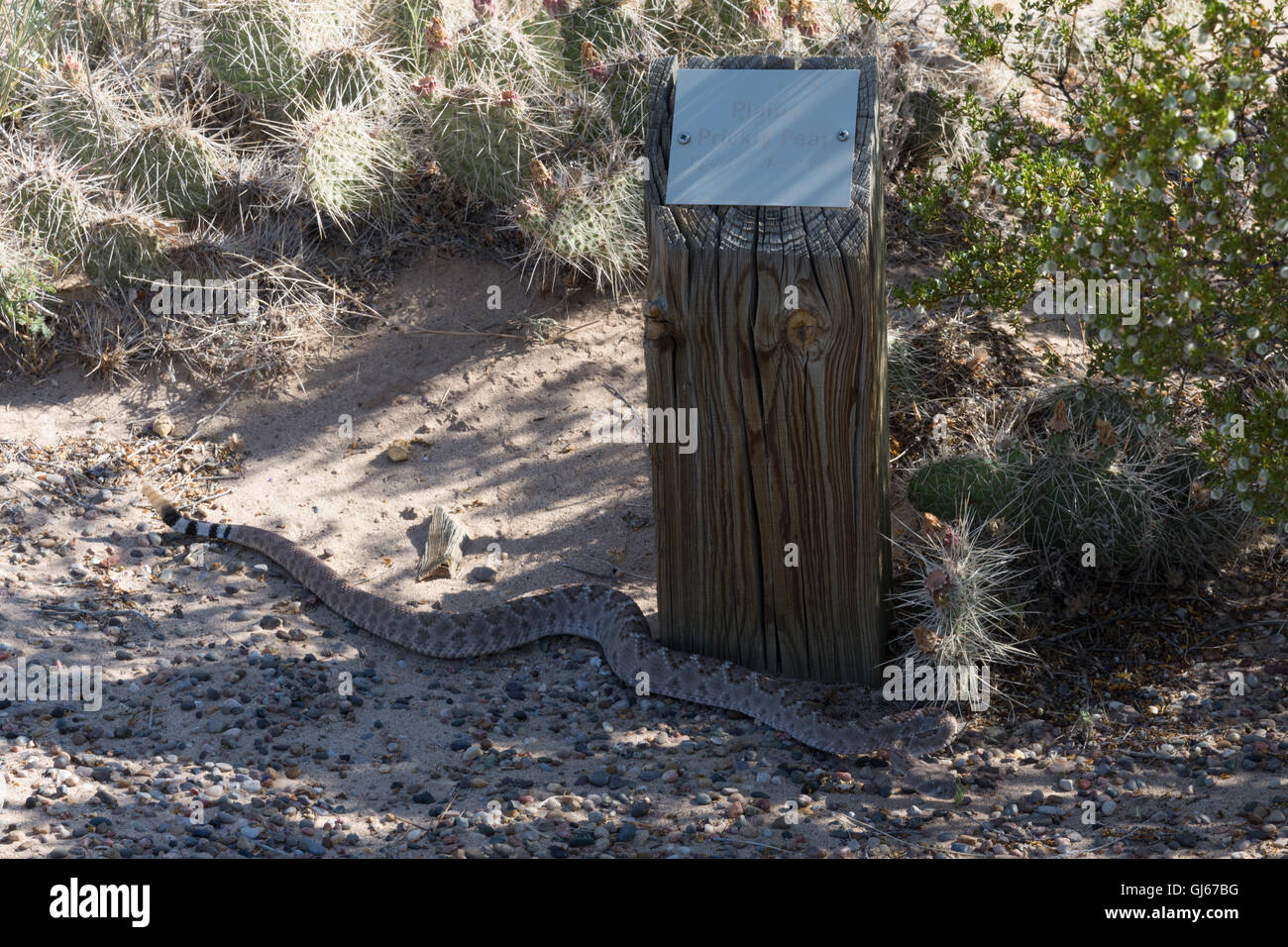 Western Diamond-backed Rattlesnake, (Crotalus atrox), Sevilleta National Wildlife Refuge, New Mexico, USA. Stock Photo