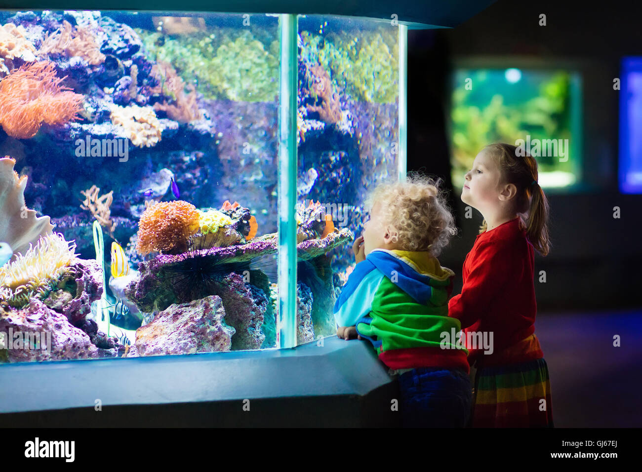 Little boy and girl watching tropical coral fish in large sea life tank. Kids at the zoo aquarium. Stock Photo