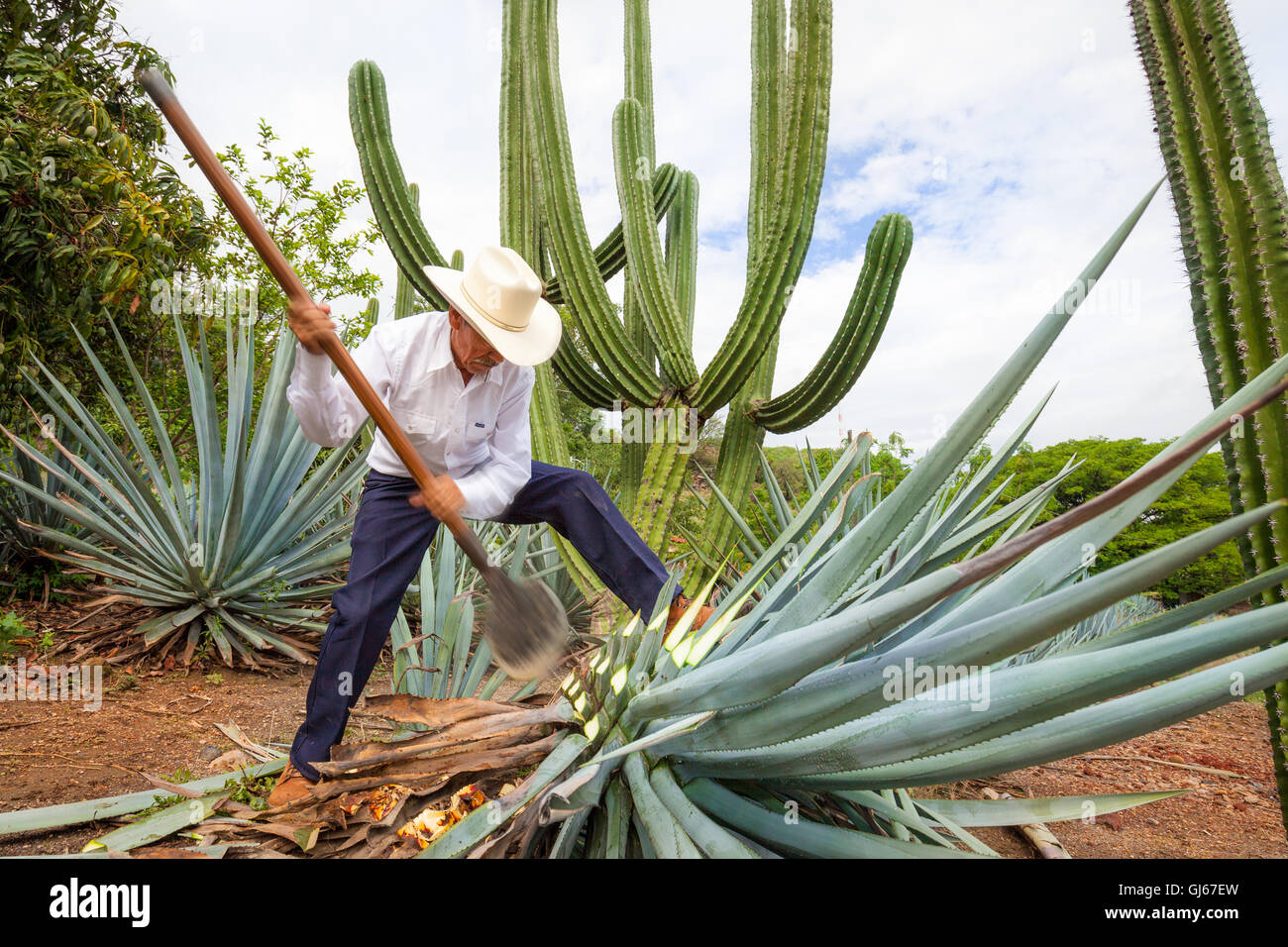 Don Quirino, a jimador, harvests the "piña" of a blue agave cactus at La Cofradia hacienda in Tequila, Jalisco, Mexico. Stock Photo