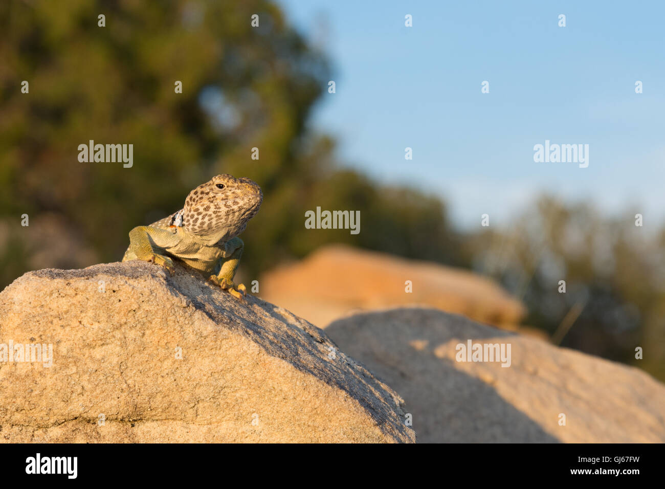 Eastern Collared Lizard, (Crotaphytus collaris), Ojito Wilderness, New ...